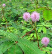 含羞草、花卉種子、花種、盆花